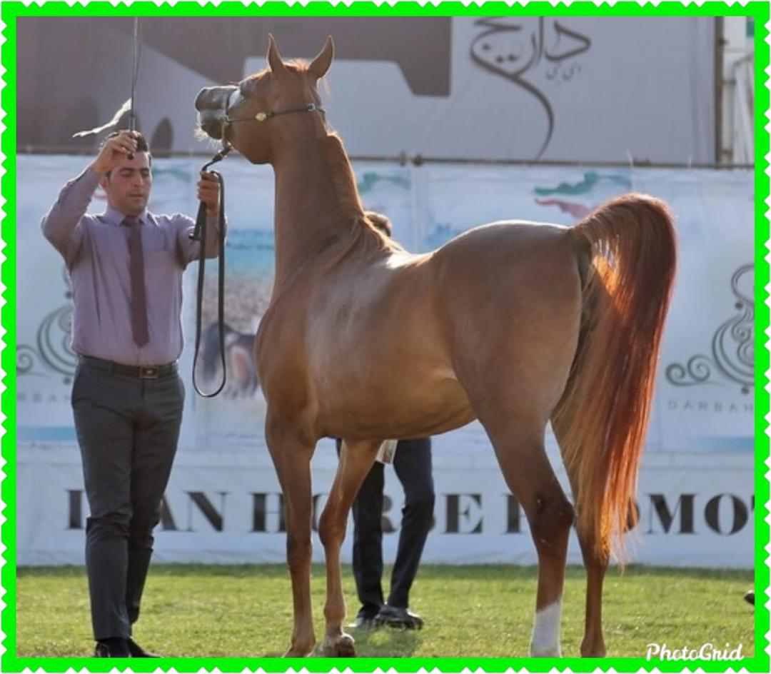 اردیبهشت ۱۴۰۱ جشنواره ملی زیبایی اسب در کیش